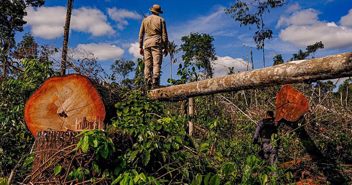 Desmatamento na Amazônia em junho é maior em 5 anos, apesar de ação militar e pressão externa