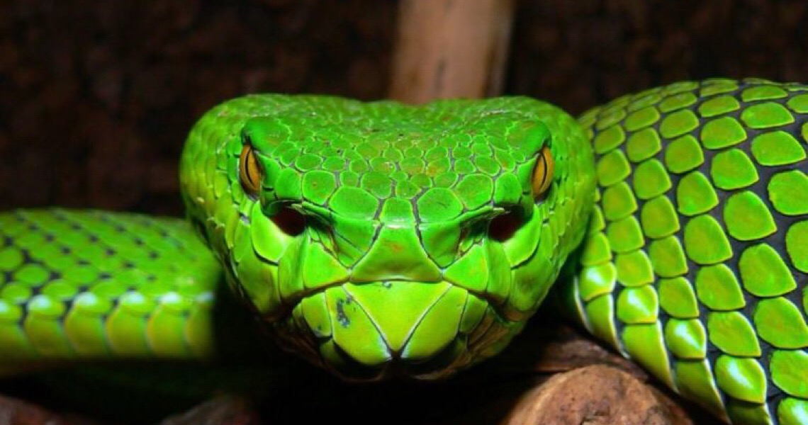 Os rastros das cobras: Zoo de Brasília recebe mais 18 serpentes criadas ilegalmente