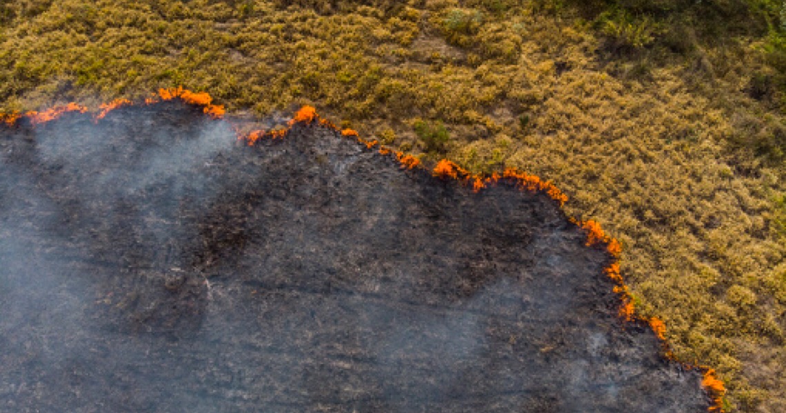 No Dia de Proteção às Florestas, a Amazônia pede socorro