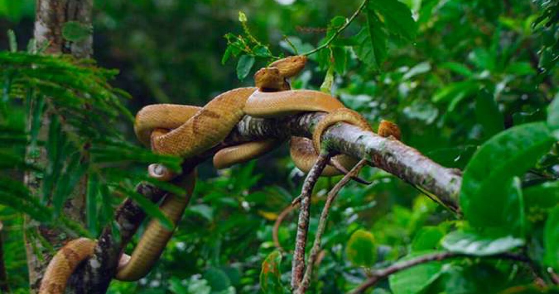 Dia da Cobra: Ilha brasileira tem 2ª maior concentração do animal no mundo