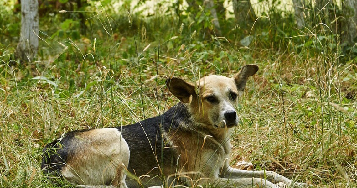 Animais abandonados aguardam sua solidariedade e o aconchego de uma família