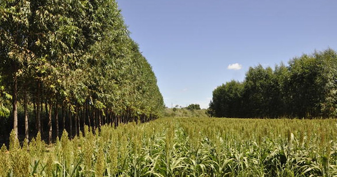 Portaria detalha diretrizes do AgroNordeste