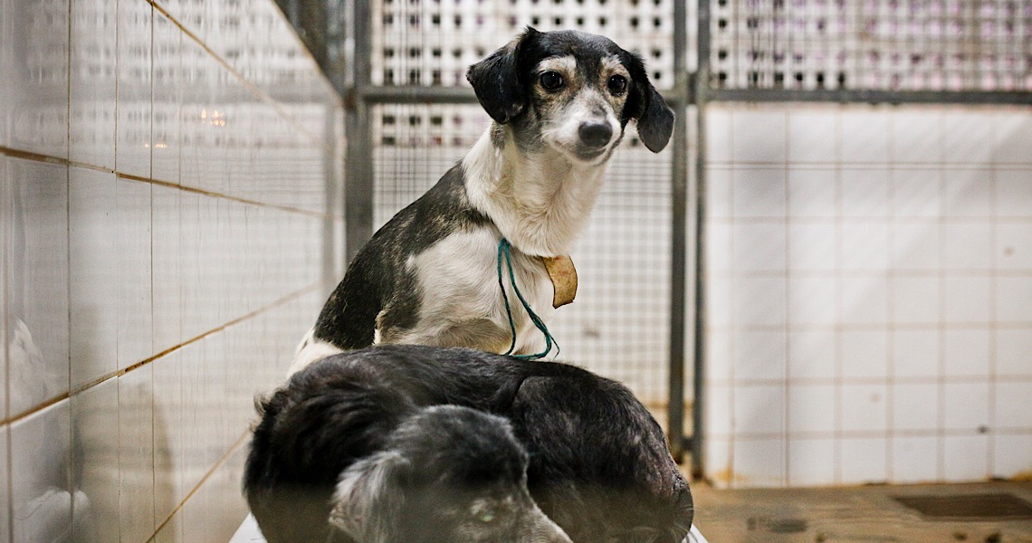 Zoonoses: Que tal adotar um cachorrinho (a) ou gatinho (a)?