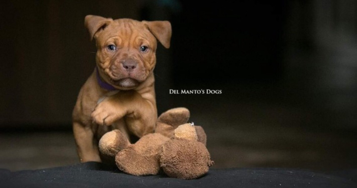 O cachorro Pitbull é “naturalmente violento”? Conheça a raça