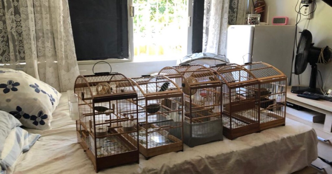 Brasília Ambiental faz apreensão de aves raras na Asa Norte