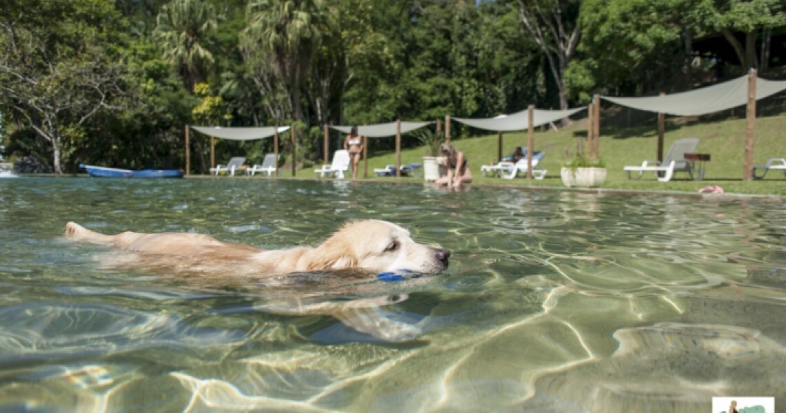 Hotéis e pousadas têm animais de estimação como foco
