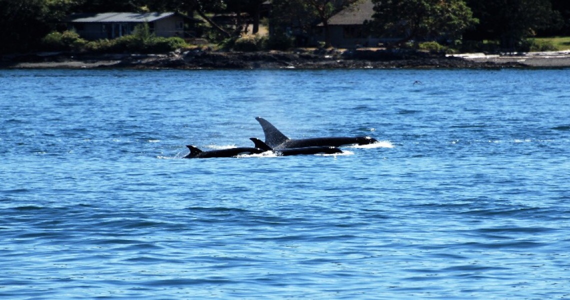 Orcas avistadas em águas portuguesas