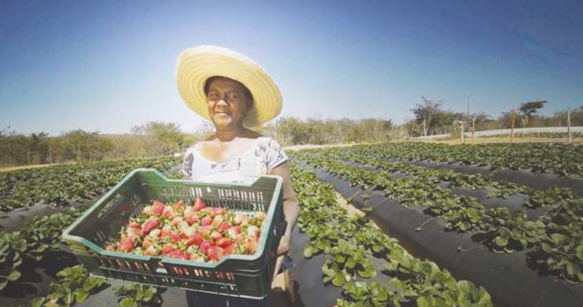 Em meio à pandemia, JBS apoia instituições provendo ajuda hoje para construção do amanhã