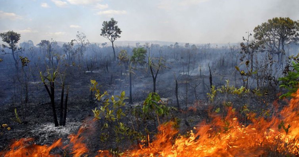 Governo brasileiro usa “maquiagem verde” para desmentir o desmatamento da Amazônia