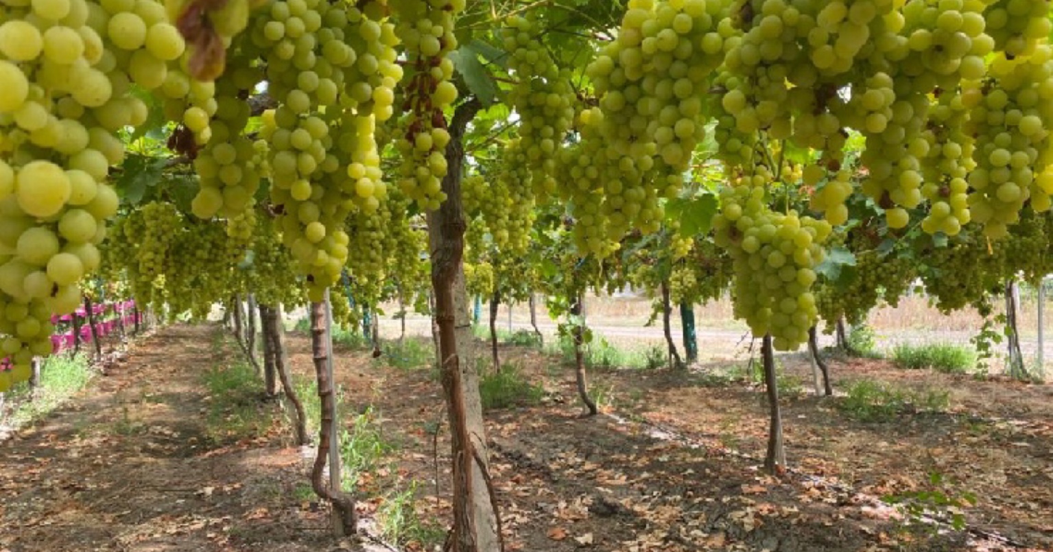 Ministra da Agricultura visita maior produtor de uva sem grainha e de laranja de Portugal