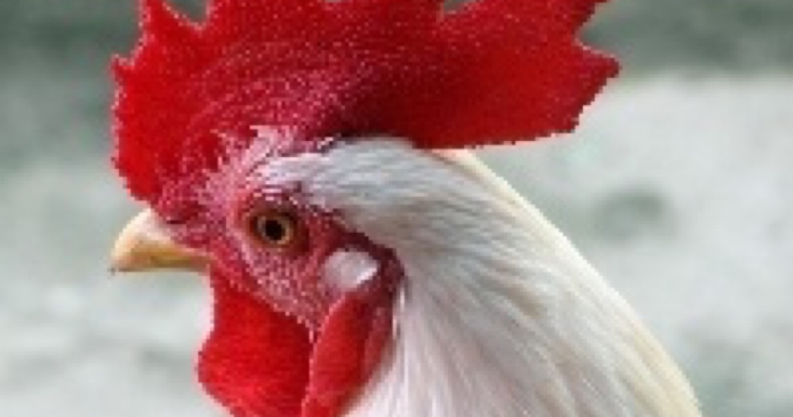 China diz que frango importado do Brasil testou positivo para o coronavírus