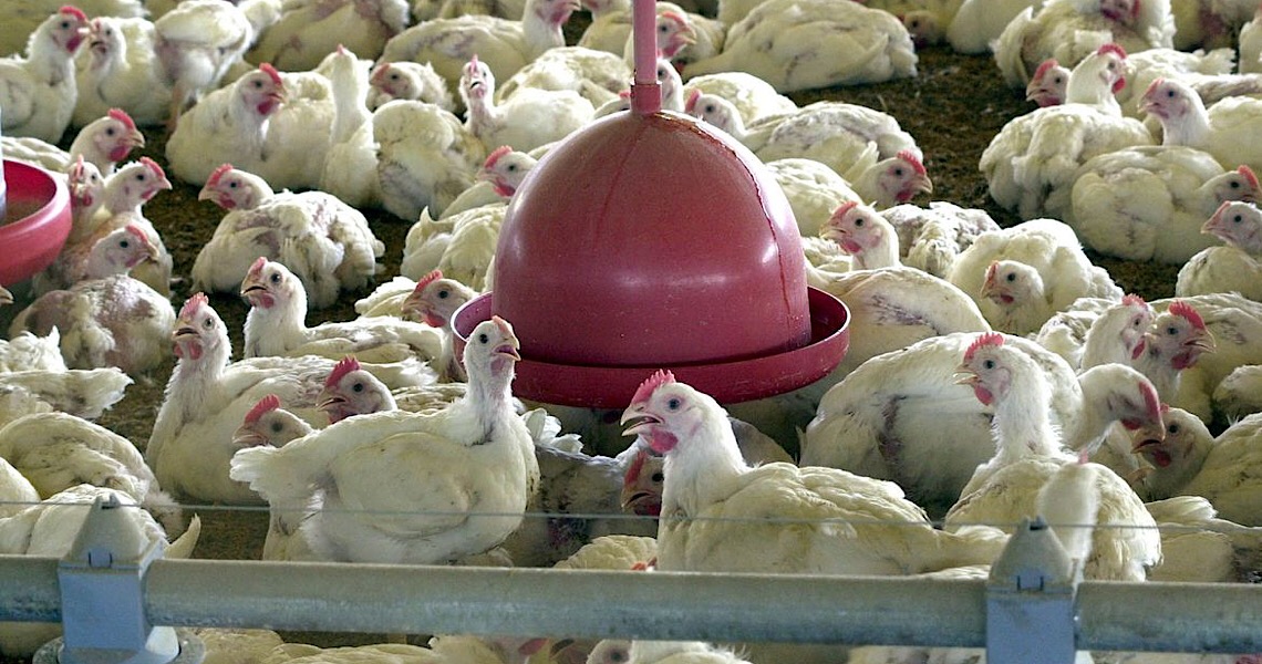 Hong Kong veta importação de frango de frigorífico brasileiro