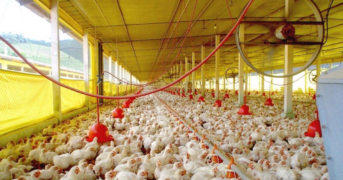 Amostras de carne de frango do Brasil testam negativo para Covid em Hong Kong