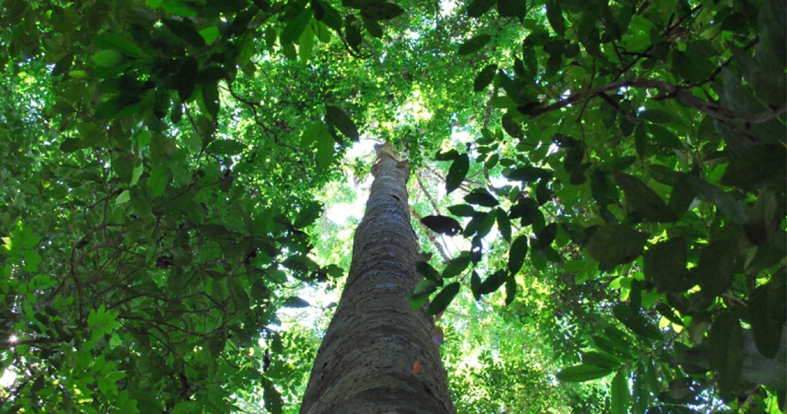 ContextoExato - Manejo florestal para extração de madeira altera oferta de espécies de árvores na Amazônia