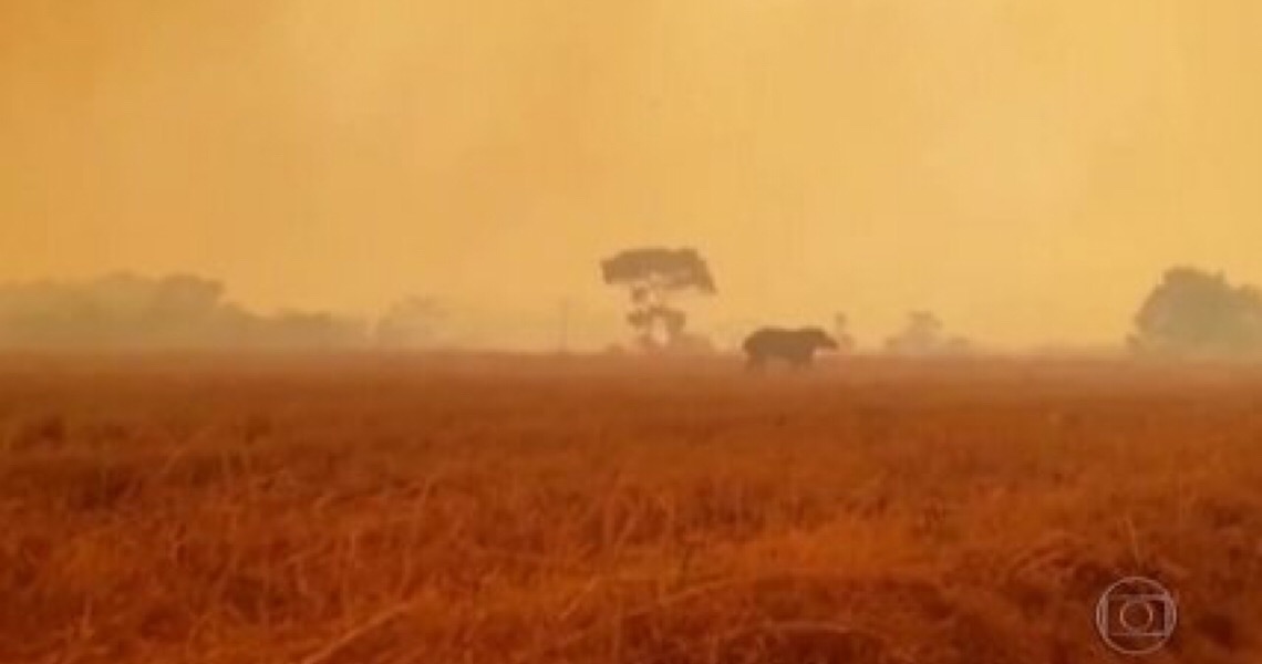 Mais de 6,9 mil hectares do bioma foram queimados no DF até agosto