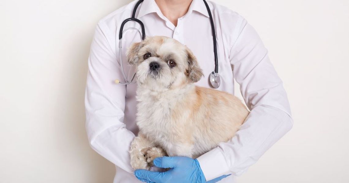 Conheça áreas da Medicina Veterinária que vão além do atendimento clínico