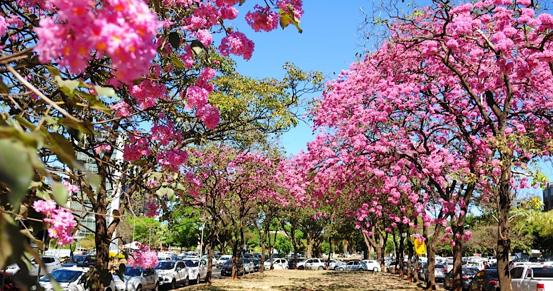 Ipês colorem o Distrito Federal na seca, a caminho da primavera