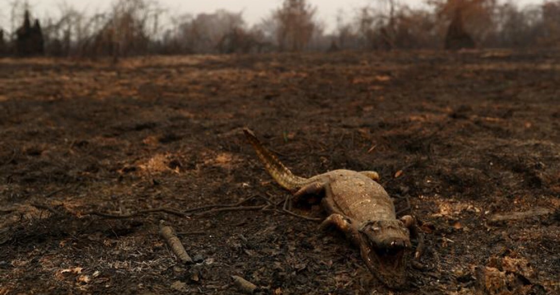 Fogo avança sobre o Pantanal e mata animais ameaçados