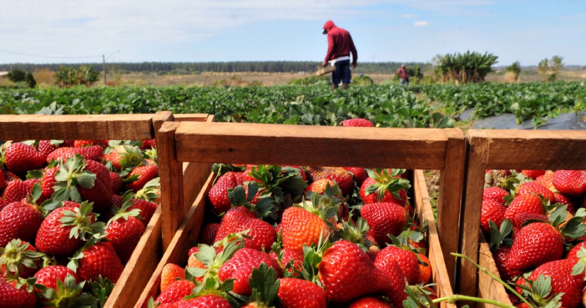 Convênio entre Emater e Ministério da Agricultura vai permitir melhor assistência aos agricultores do DF
