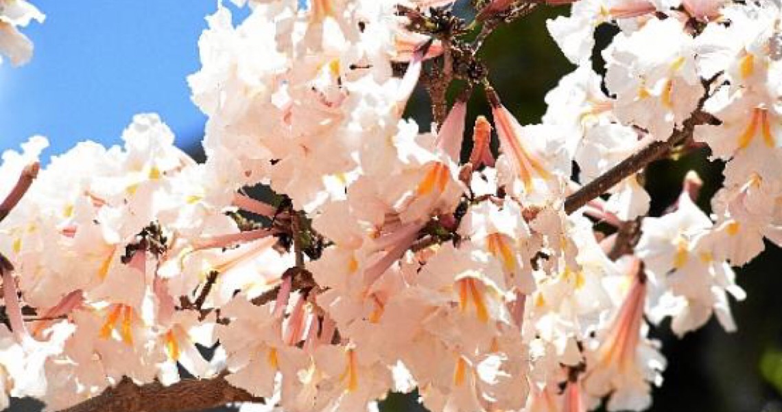 A primavera de alto-astral. Atitude primaveril