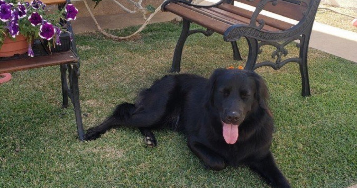Ainda mais fofos: Seu pet engordou durante a quarentena?