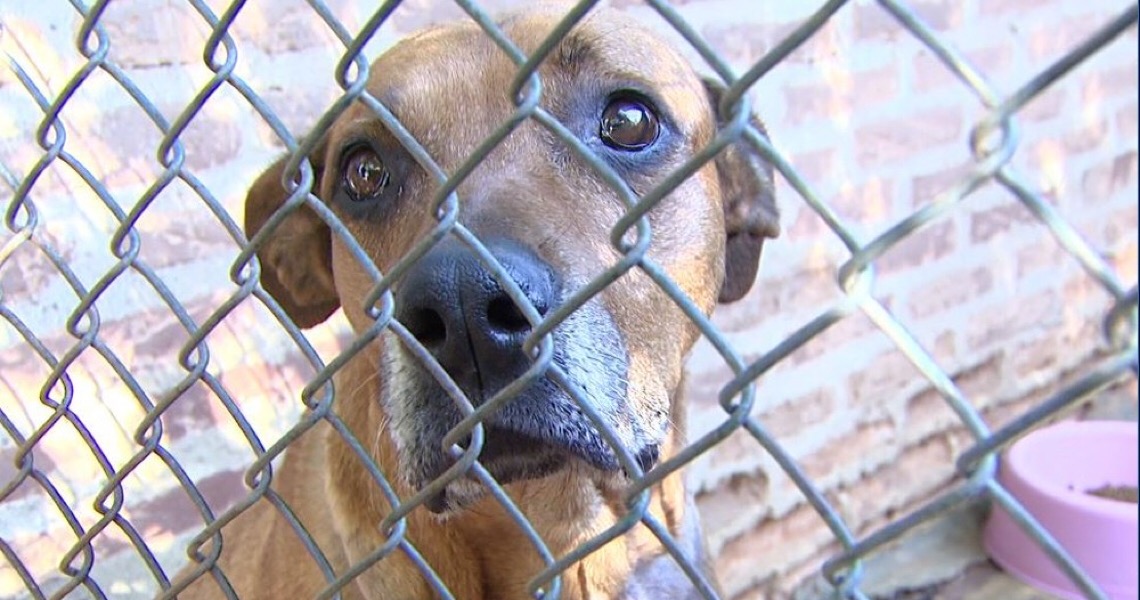 Agressores de animais serão obrigados a custear despesas veterinárias, no Distrito Federal