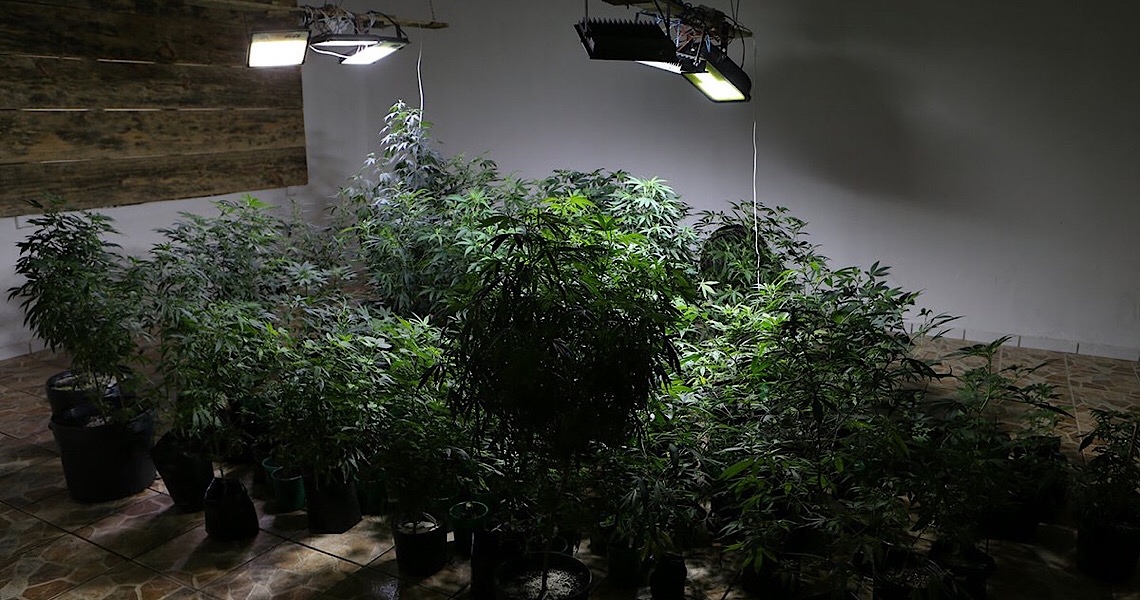 Enquanto Israel aposta na maconha medicinal, Brasil afunda no obscurantismo