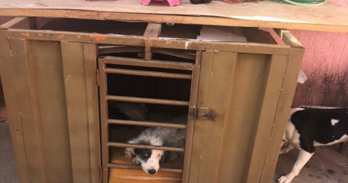 Mulher é presa após vizinho filmá-la agredindo cachorro