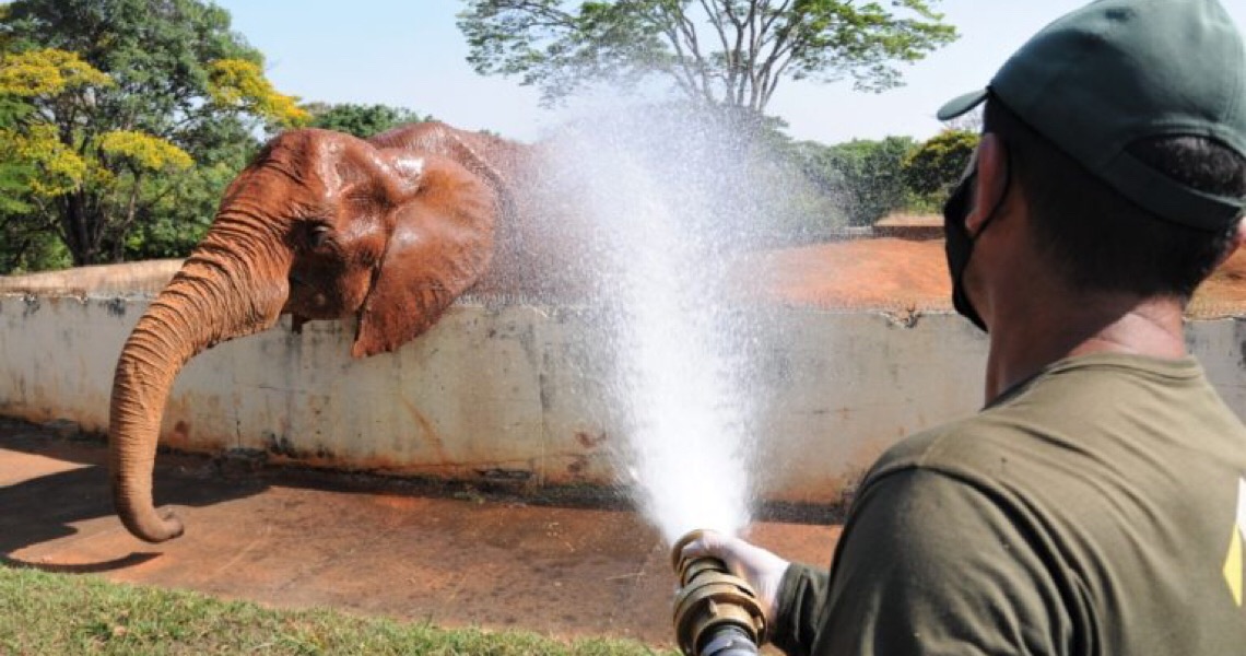 Refresco para animais do zoo de Brasília