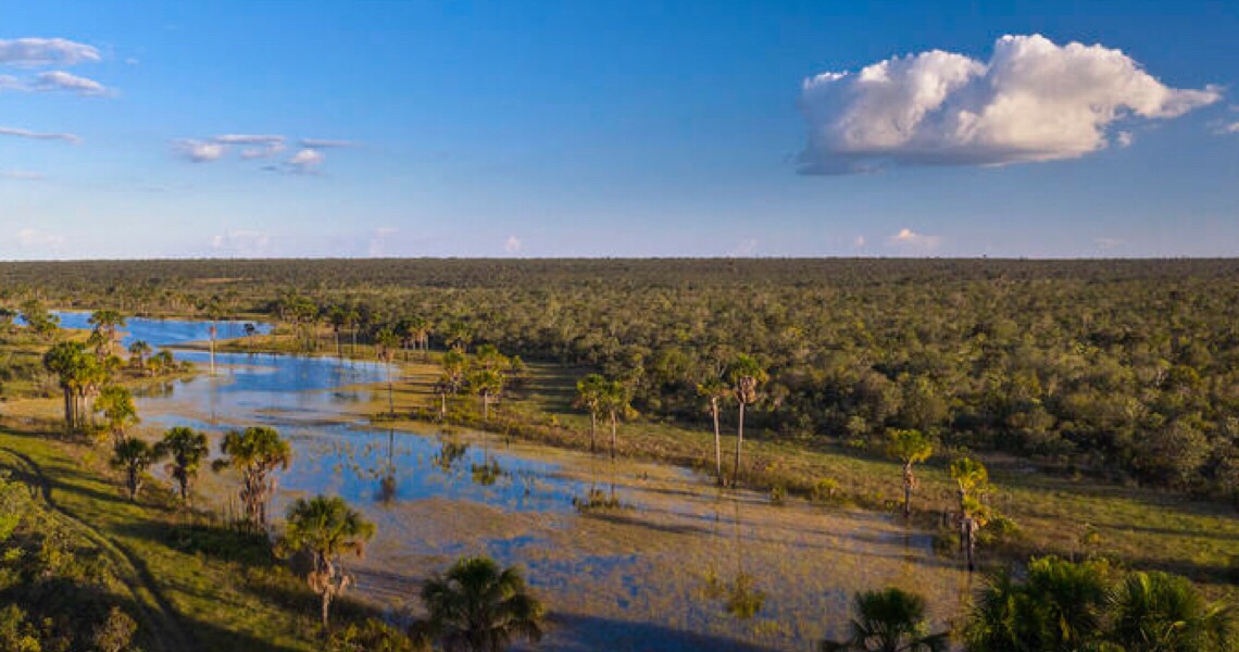 ContextoExato - Amazônia, Pantanal, Cerrado: Conheça melhor os seis biomas  brasileiros