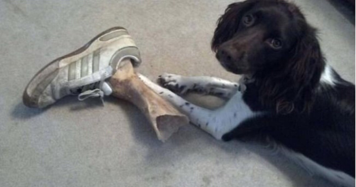 Cinco vezes em que pets quase mataram os donos do coração