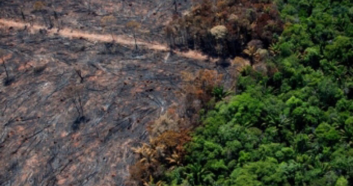 Juiz bloqueia quatro fazendas no Pantanal por desmatamento de 1,4 mil hectares; Promotoria quer indenização de R$ 136 milhões