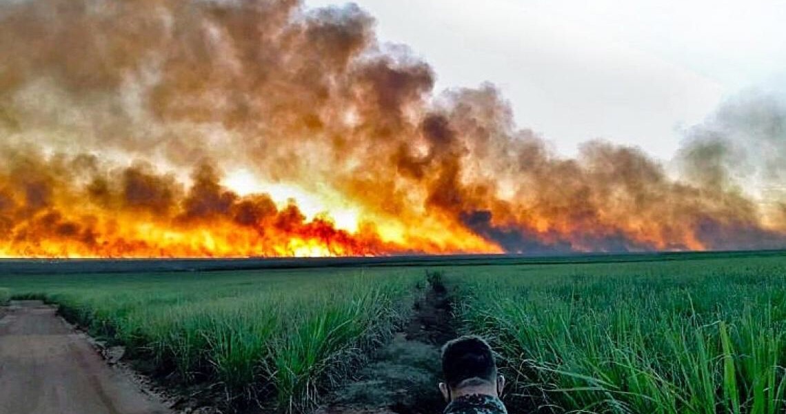 Gado, carvão, cana e soja estão por trás do desmatamento milionário no Pantanal