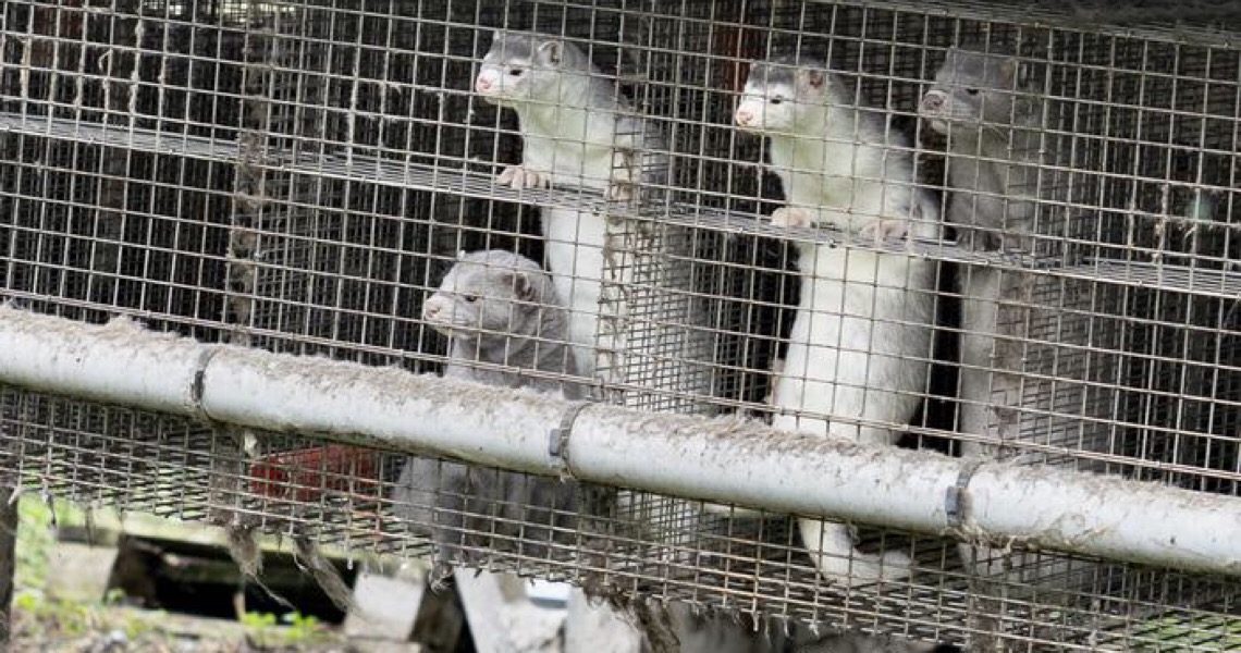 Não há razão para dizer que mutação do coronavírus relacionado a marta prejudicará desenvolvimento da vacina, diz OMS