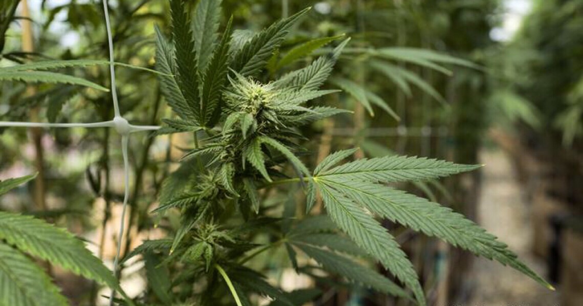 Argentina legaliza cultivo de maconha medicinal para uso próprio