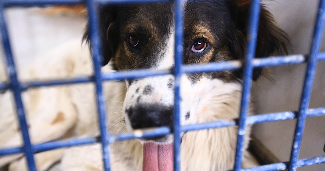 Cães e gatos prontos para adoção na  Vigilância Ambiental