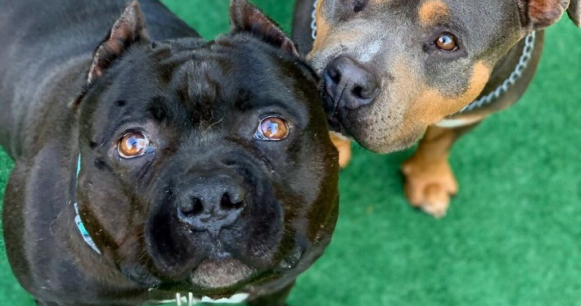 Cachorros da raça American Bully são realmente agressivos?