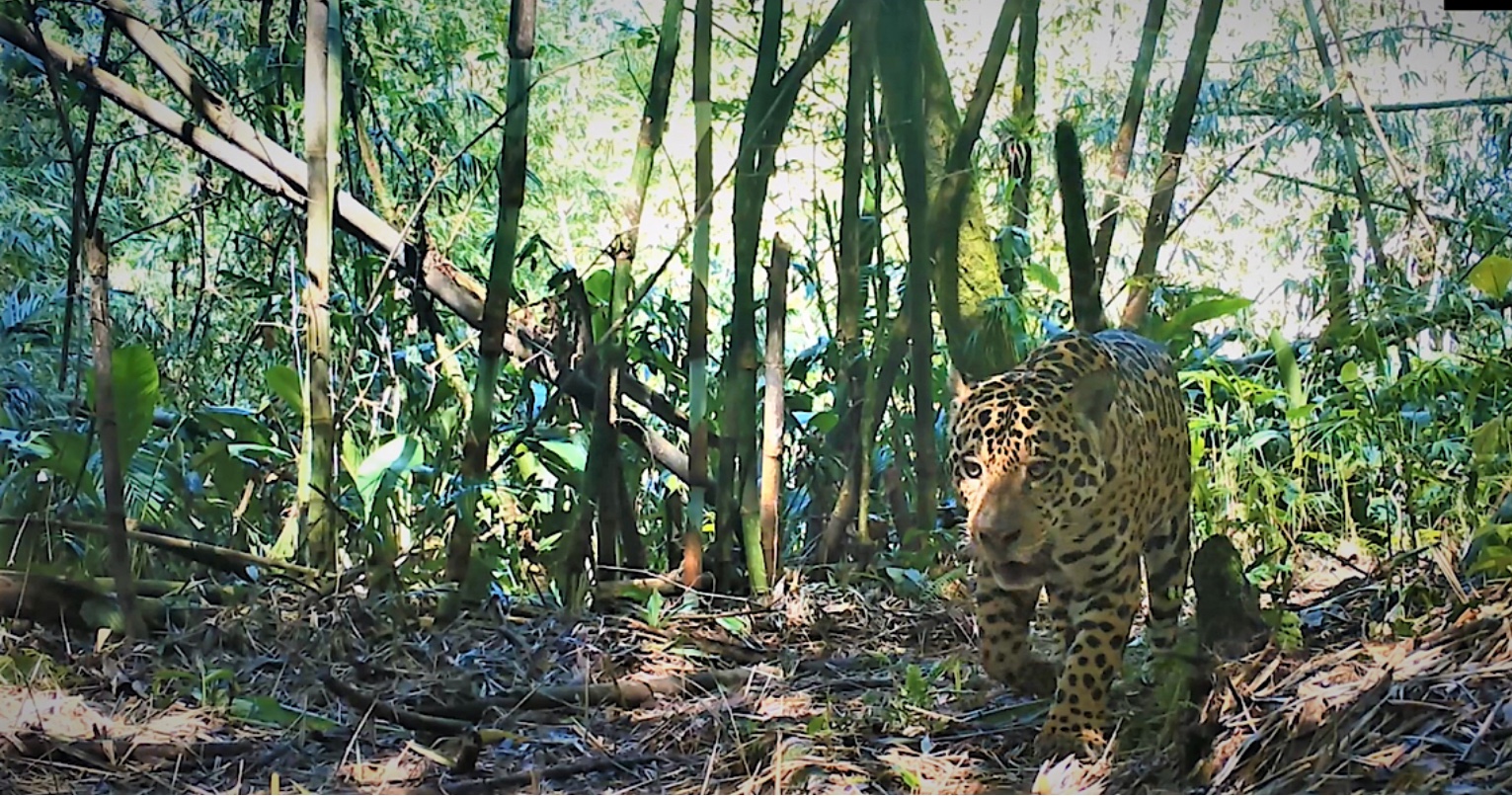 Onça pintada e outros grandes mamíferos ameaçados de extinção na Mata Atlântica ganham ajuda de projeto de monitoramento