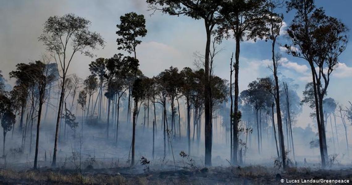 Pará completa 15 anos como líder em queimadas e desmatamento