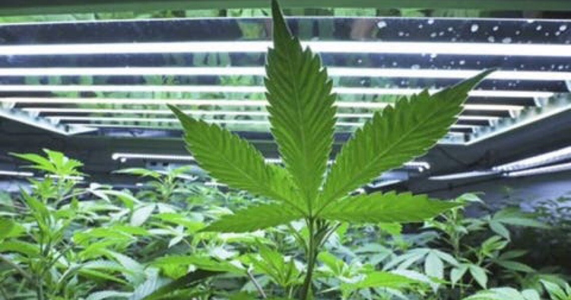 Anvisa nega estudo da Unicamp sobre cultivo de cannabis medicinal