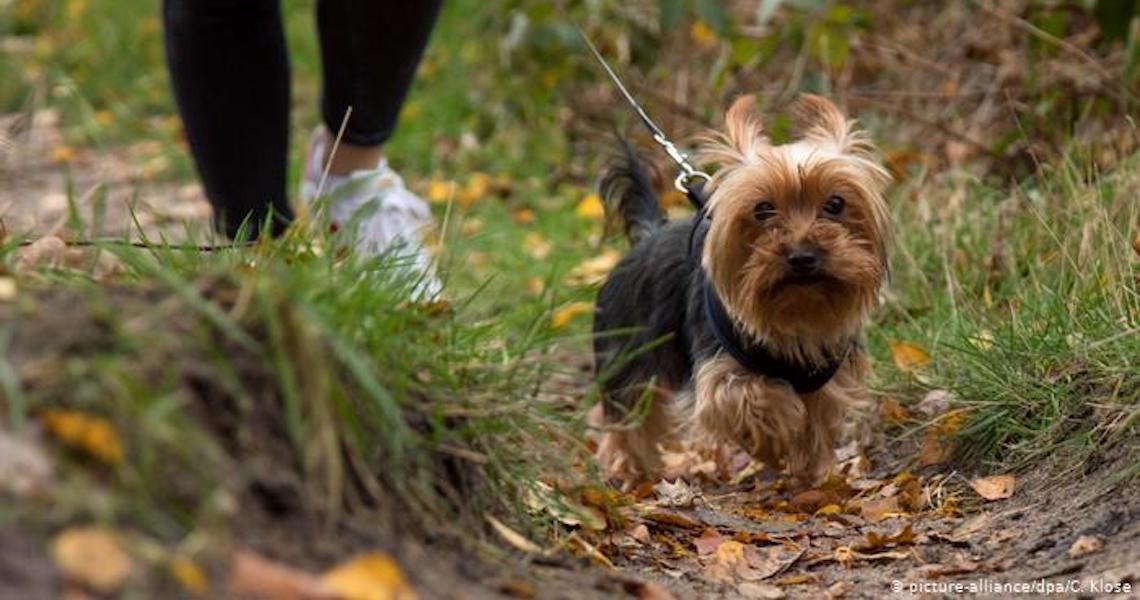 Cães reconhecem número limitado de palavras, aponta estudo