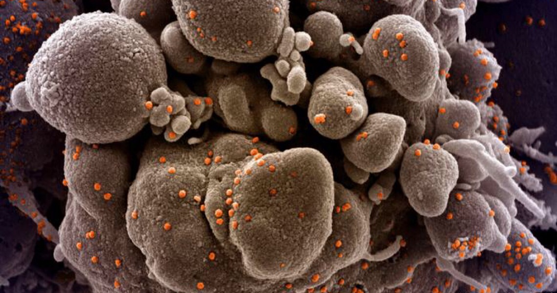 Mutação do coronavírus não é razão para pânico