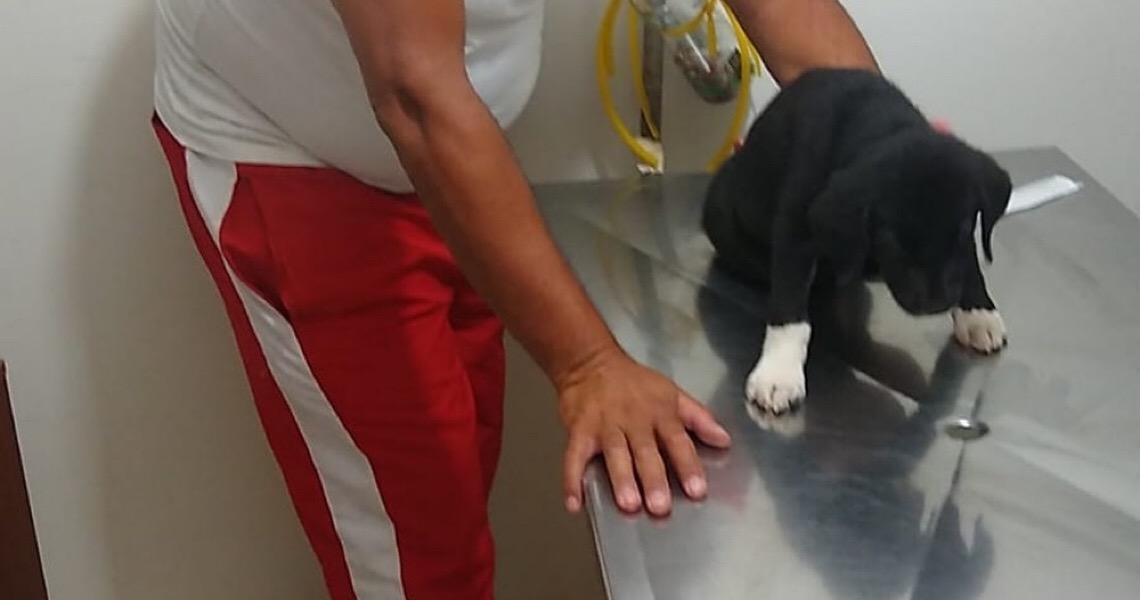 Bombeiros salvam filhote de labrador atropelado em Taguatinga, no DF