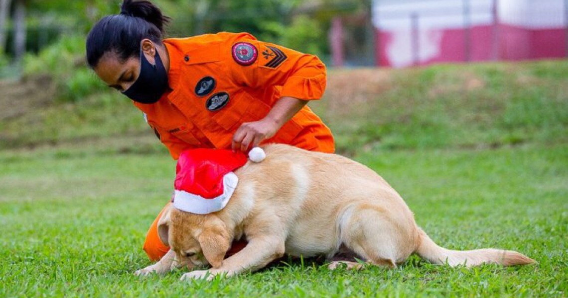 Proteja os pets dos fogos durante o Natal e Ano-Novo