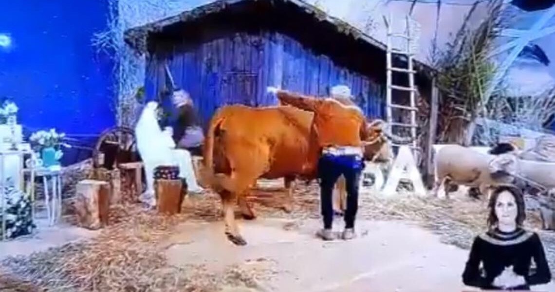 Vaca escapa e causa confusão em programa de TV em Portugal
