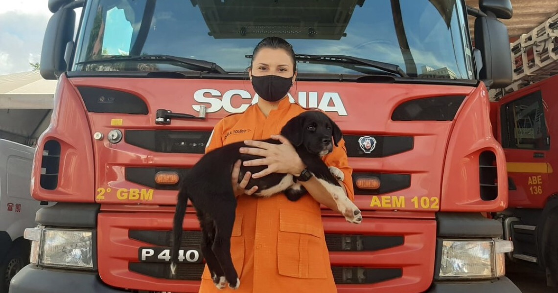 Após ‘vaquinha’ de bombeiros, cão atropelado se recupera de cirurgia