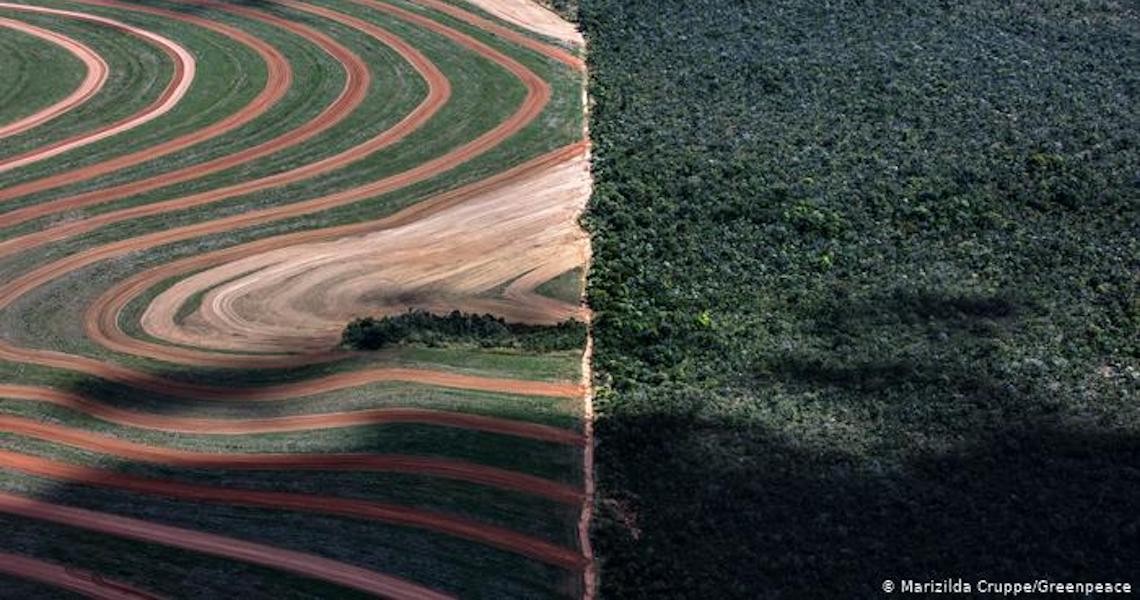 Desmatamento no Cerrado volta a crescer em 2020