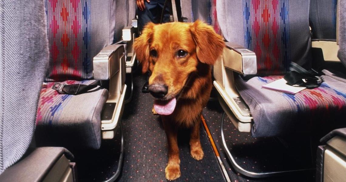 Por que pagamos tarifa para viajar com o pet na cabine se ele vai no chão?