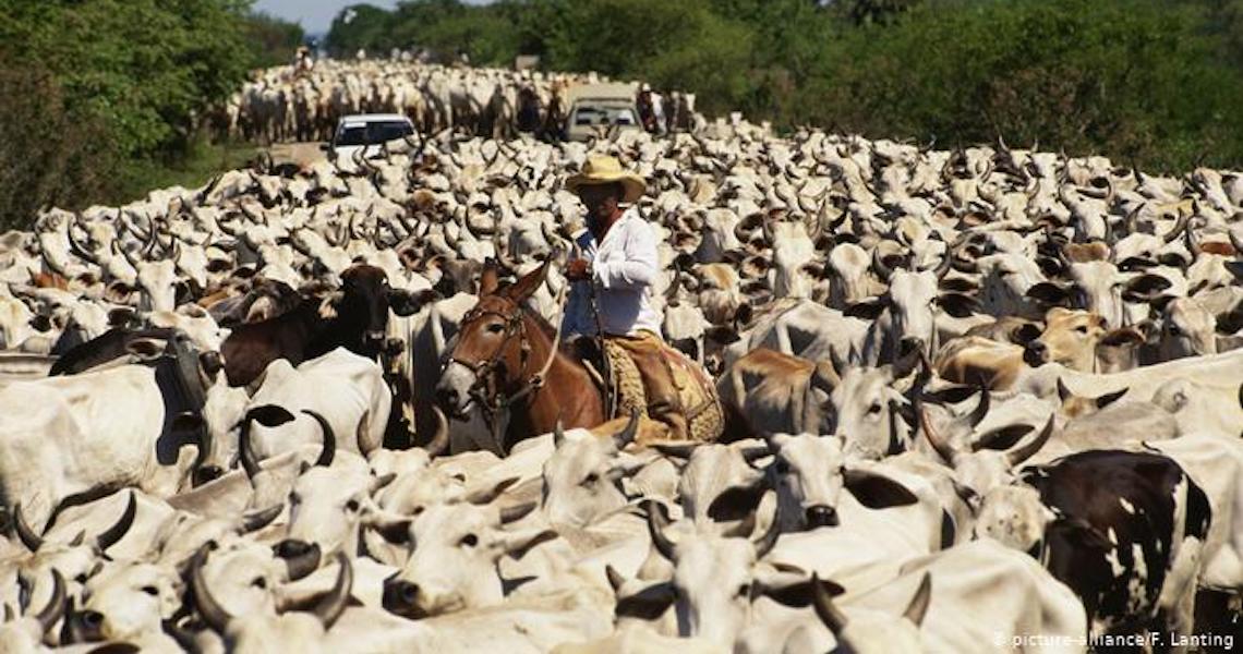 Demanda global por carne impulsiona desmatamento no Brasil, diz relatório