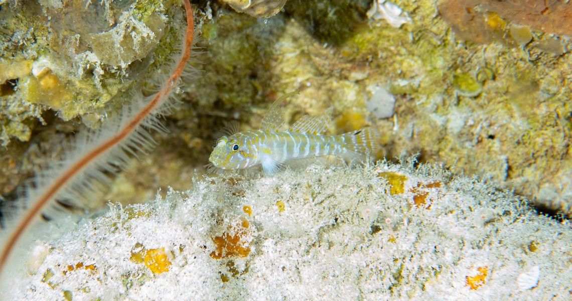Cientistas descobrem 4 novas espécies de peixes em Fernando de Noronha